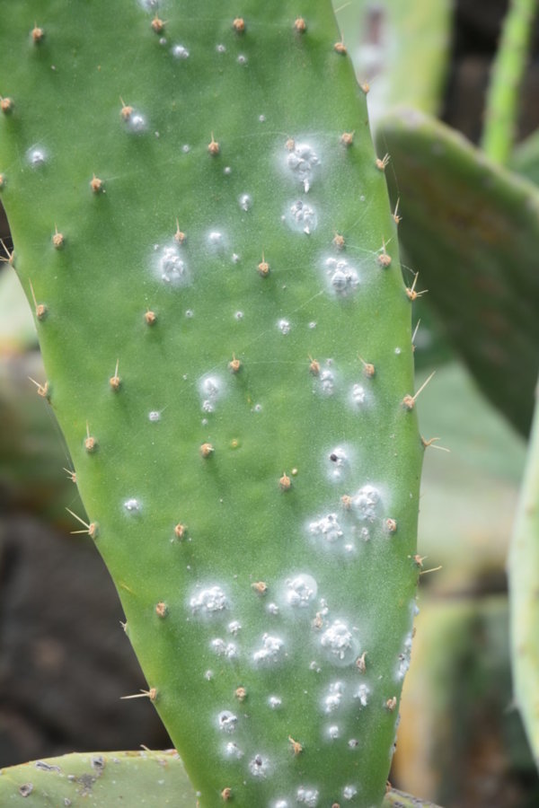 Cochenille