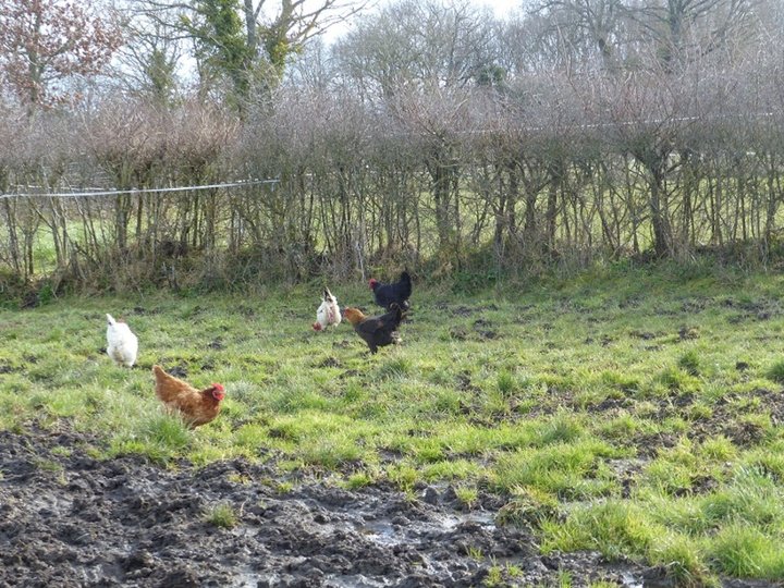 Cocottes dans le pré.