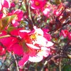 Les fleurs de mon Jardin