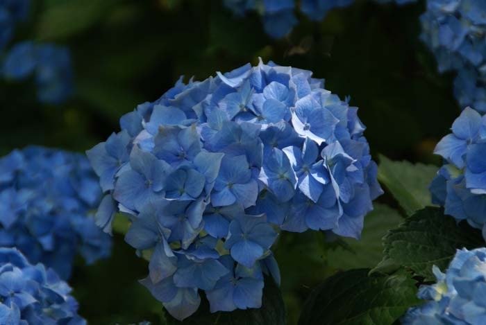 Collection d'hortensias