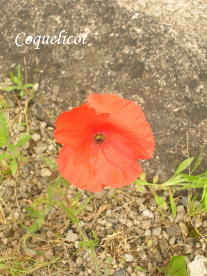 Coquelicot