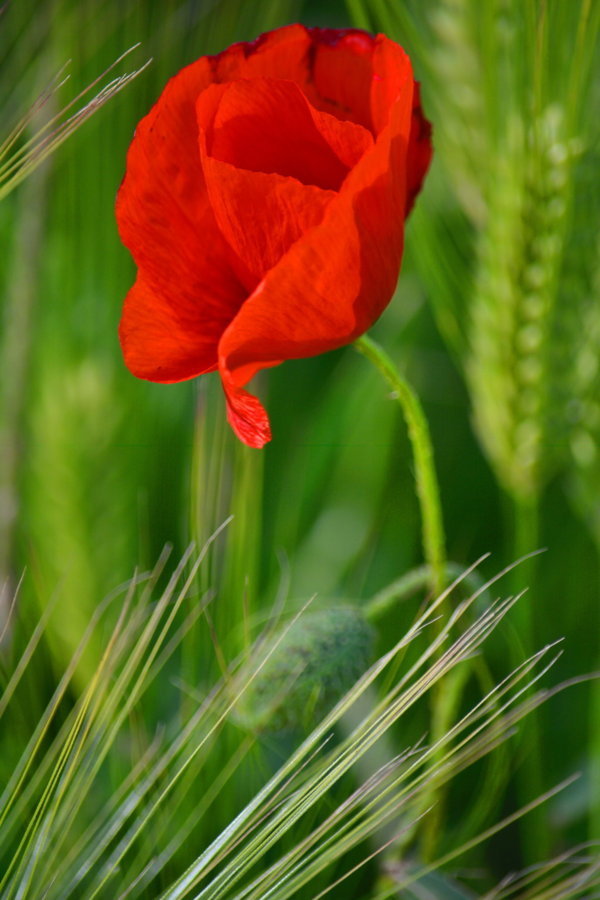 Coquelicot