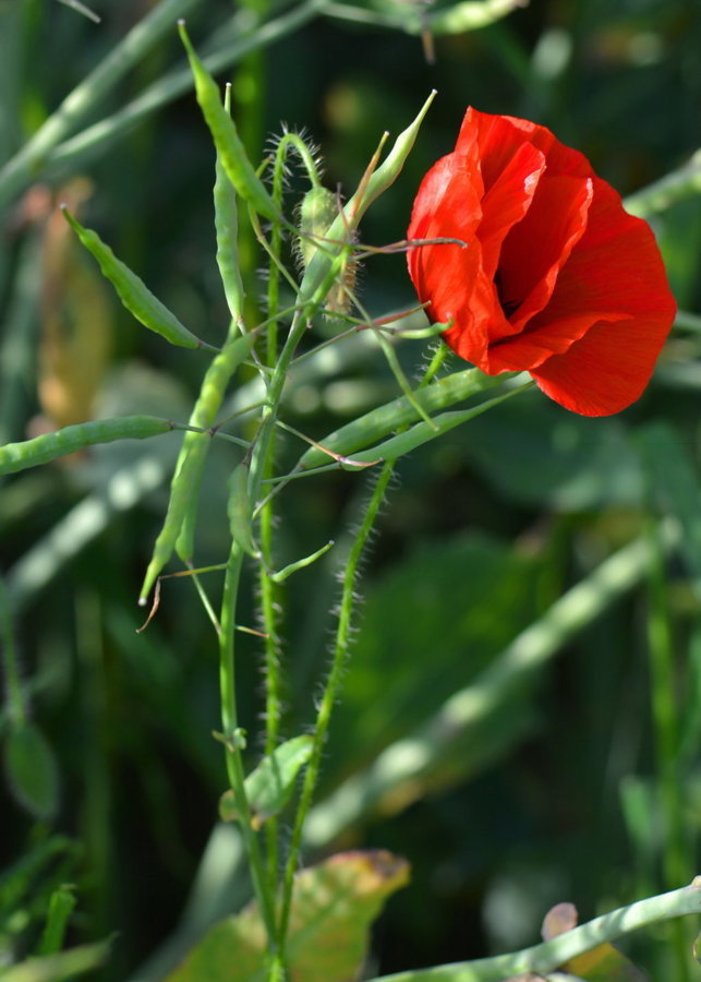 Coquelicot