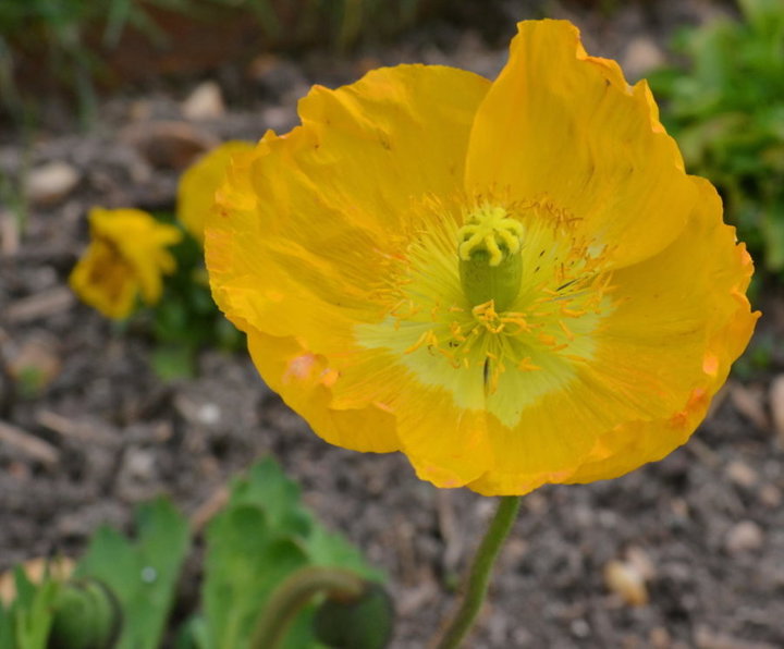 Coquelicot