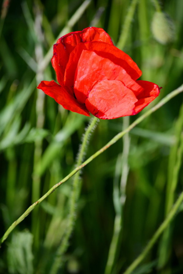 Coquelicot