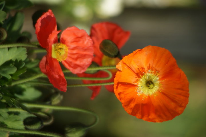 Coquelicot