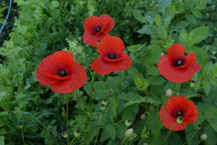 Coquelicot sauvage