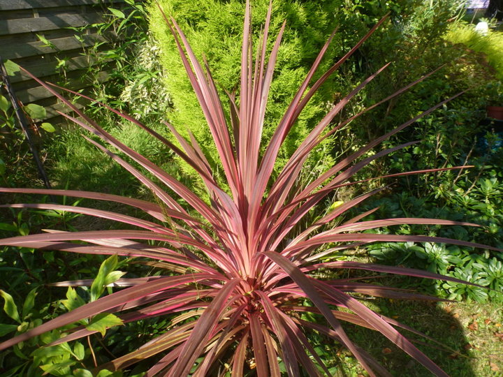 Cordyline