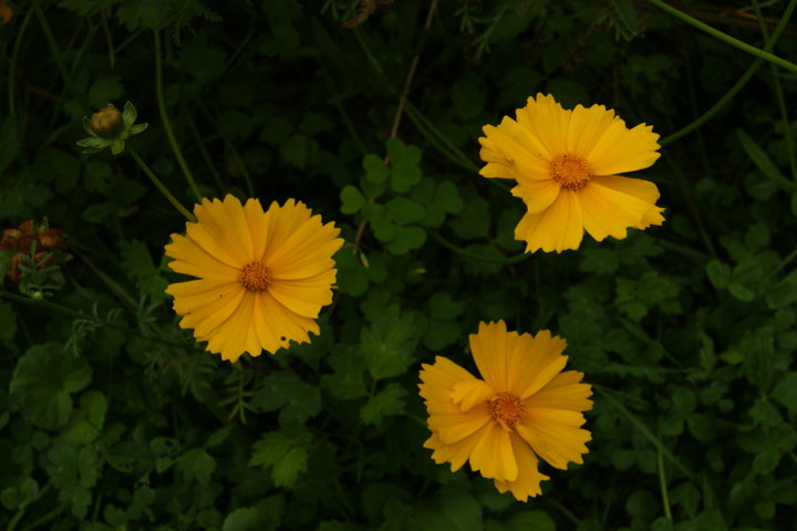 COREOPSIS vivace