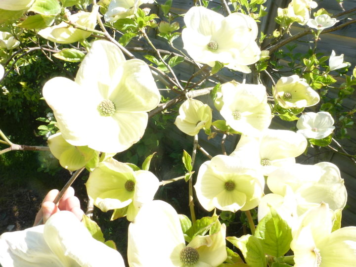 Cornus