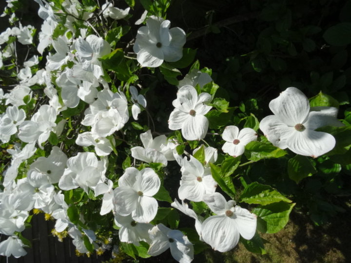 Cornus