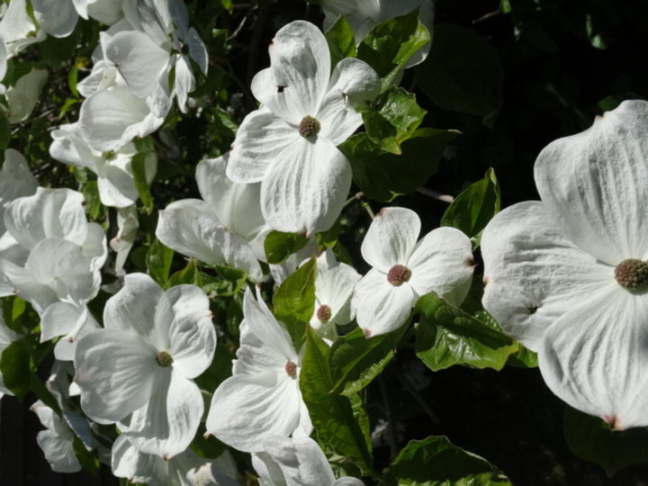 Cornus