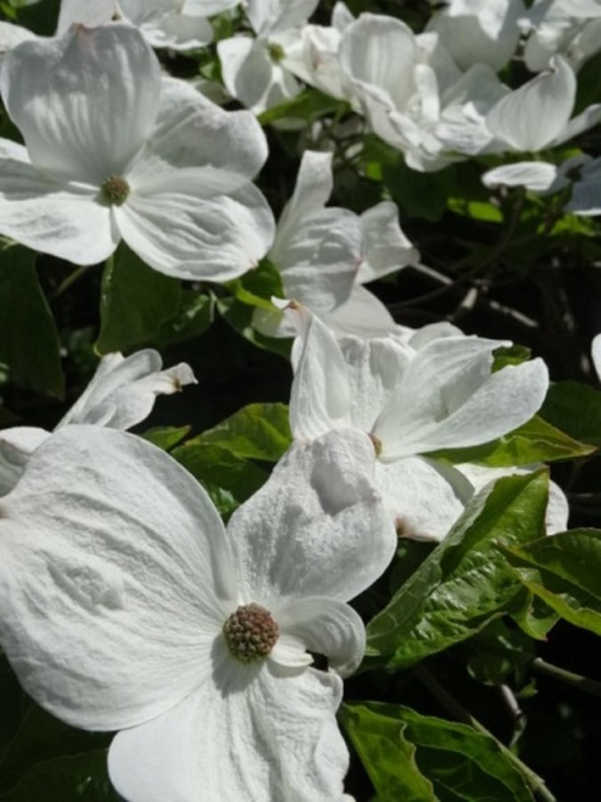 Cornus