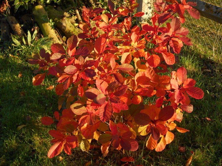 Cotinus 