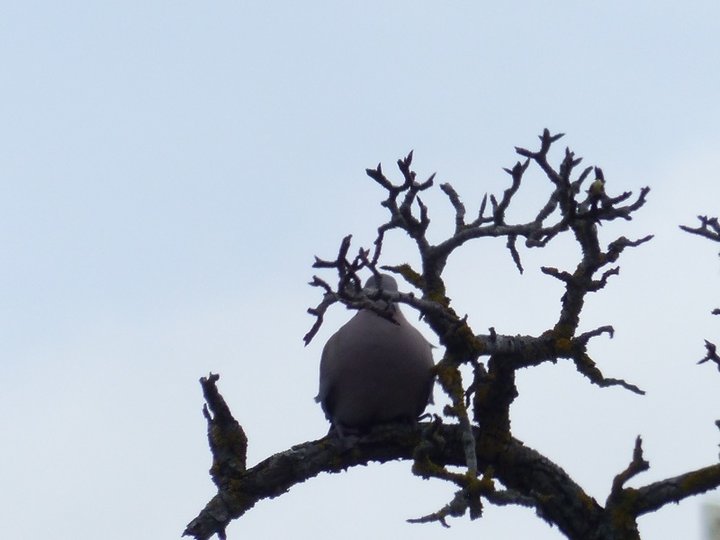 Coucou,je me cache!