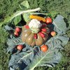 Viagers:Patchwork  de  mon  jardin