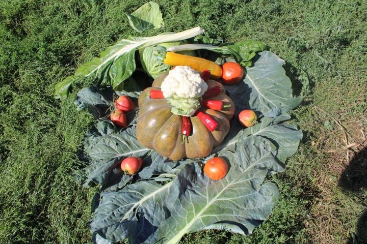 Couleurs  du  jardin