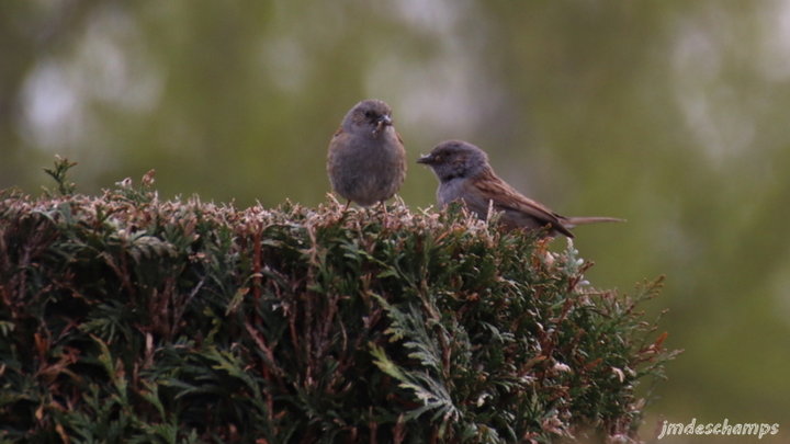 Couple D' Accenteur Mouchet