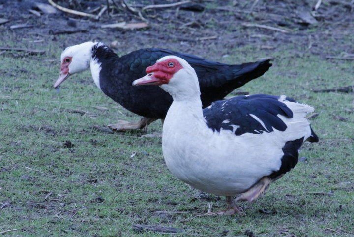 Couple de Canard Barbarie (( ou canard d'inde ))