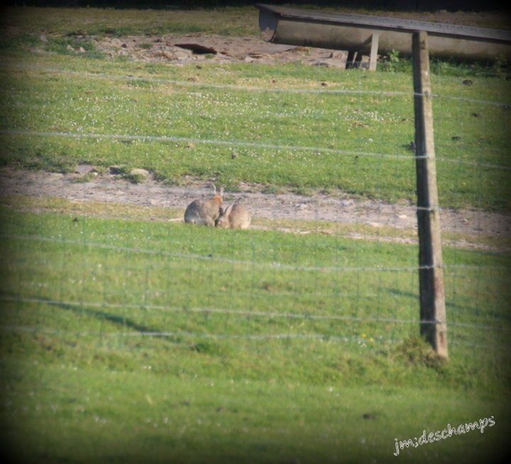 Couple de lapin de garenne