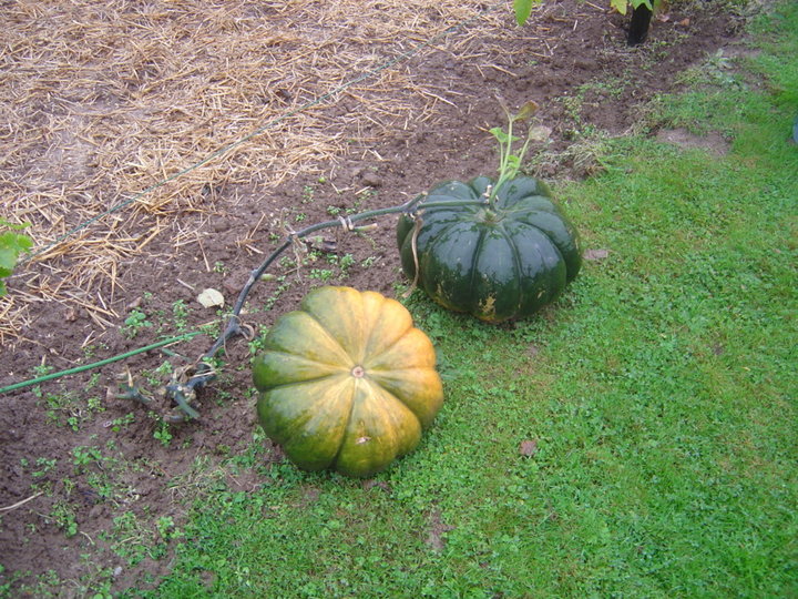 Courges musquées