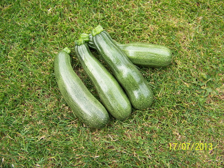 Courgette