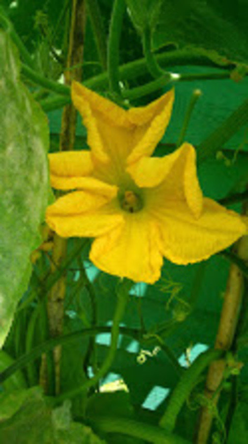 Courgette