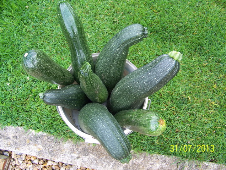 COURGETTE est COURGE