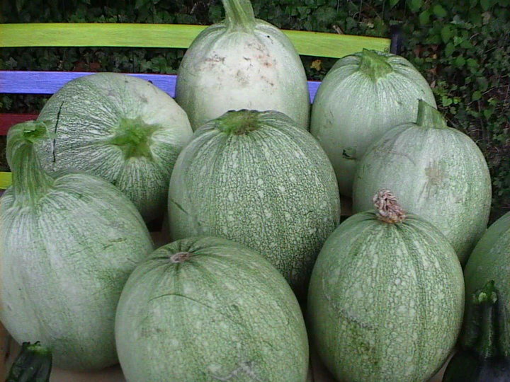 Courgette ronde