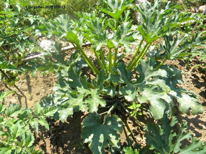 Courgettes 20/07/2013