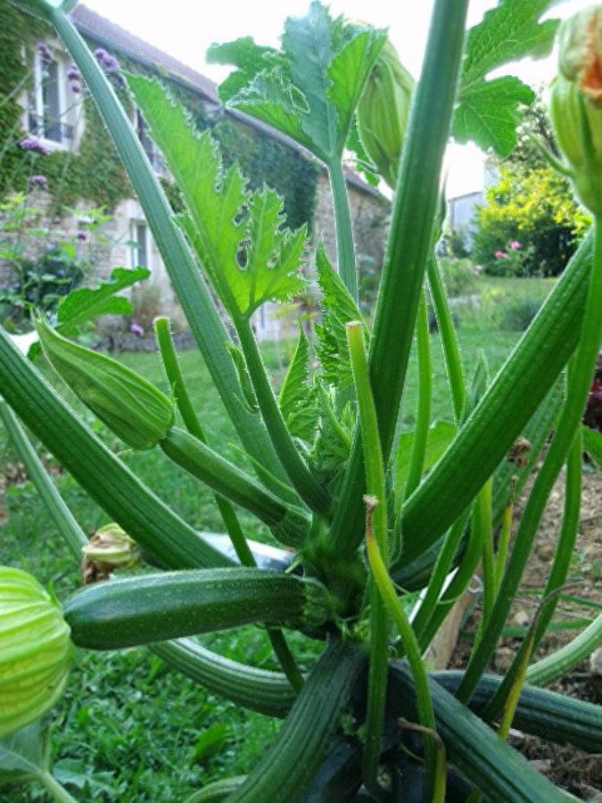 Courgettes