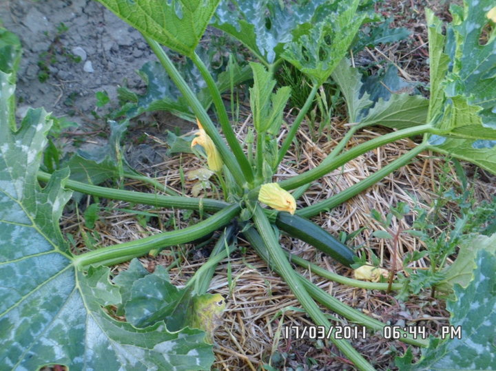 Courgettes