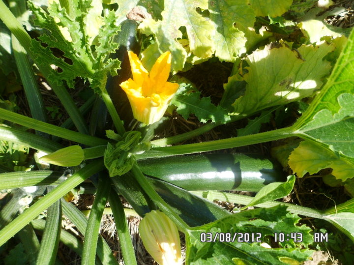 Courgettes