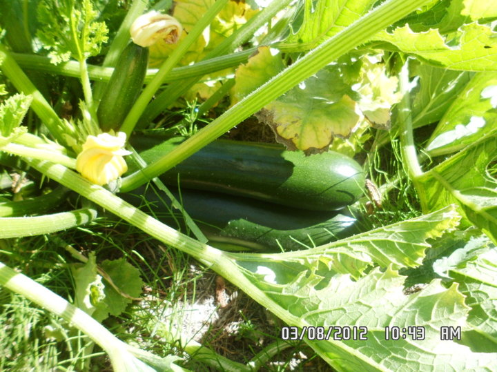 Courgettes