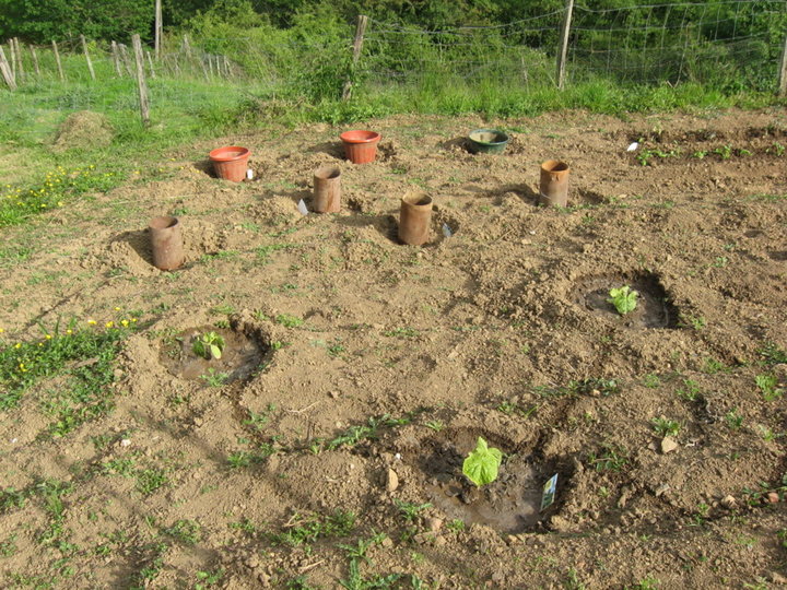 Courgettes, melons, potimarrons et patisson