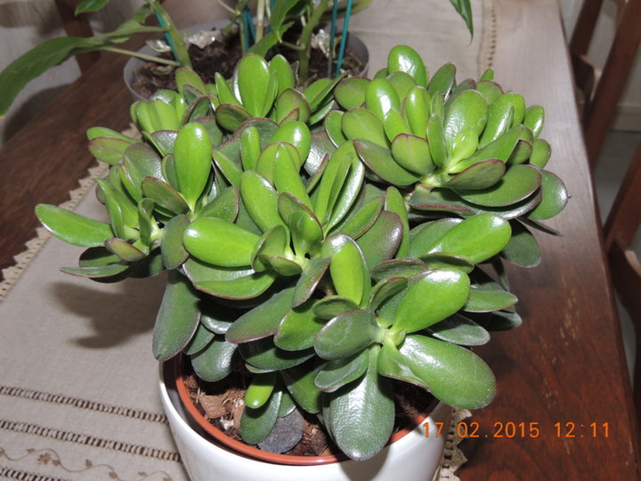 Crassula