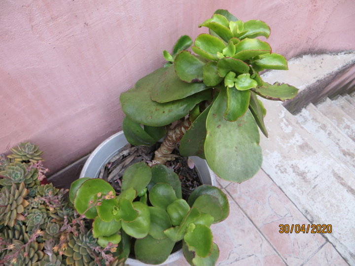 Crassula (je pense)