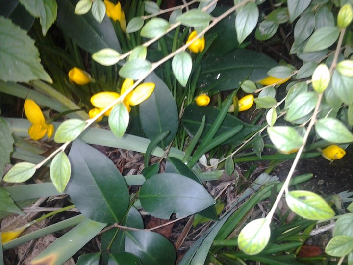 Crocus d automne