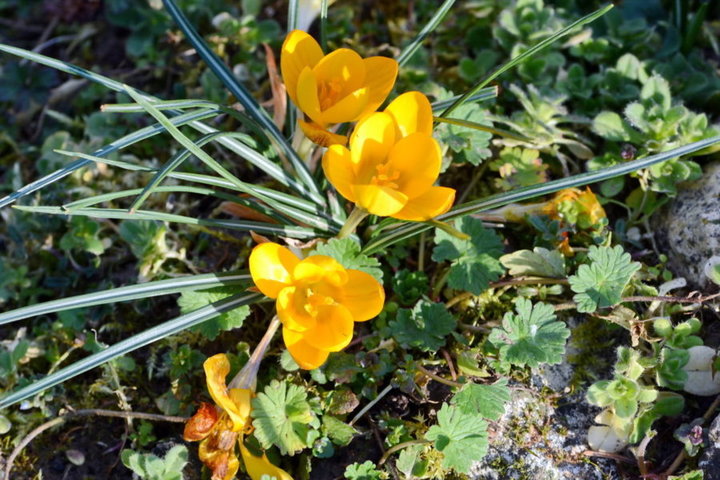 Crocus du jardin