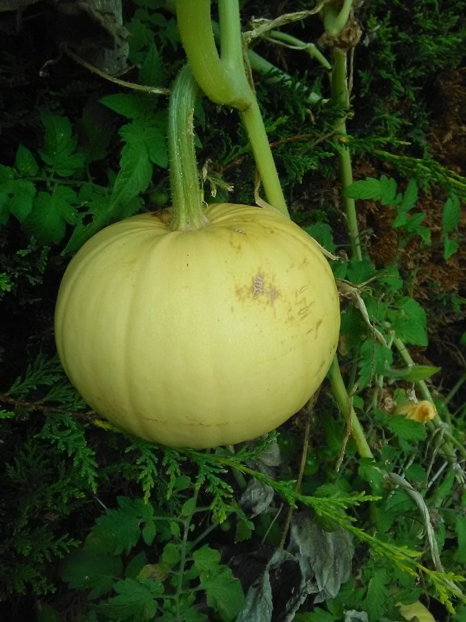 Cucurbitacé en forme de potiron