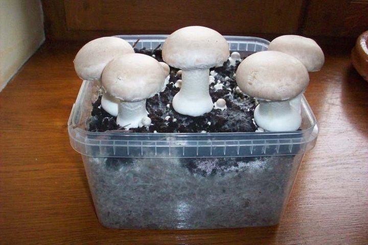 Cueillette de champignons 