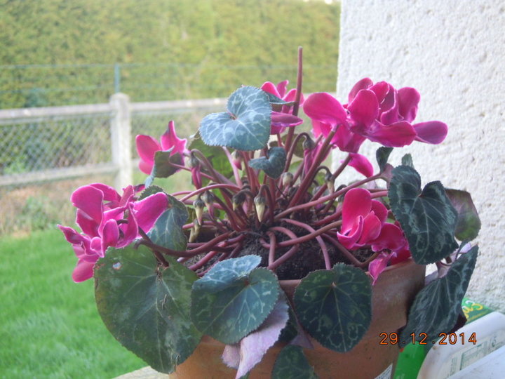 Cyclamen