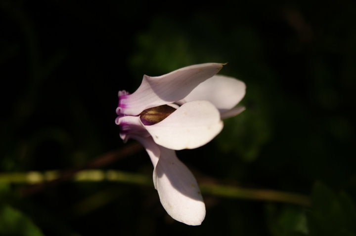 Cyclamen