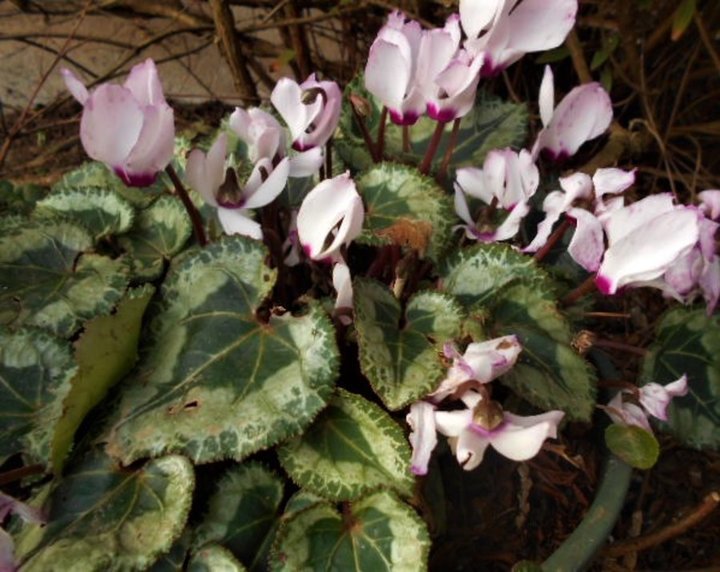 Cyclamen