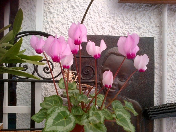 Cyclamen qui a refleuri