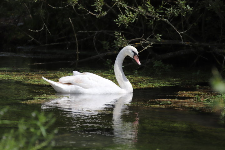 Cygne