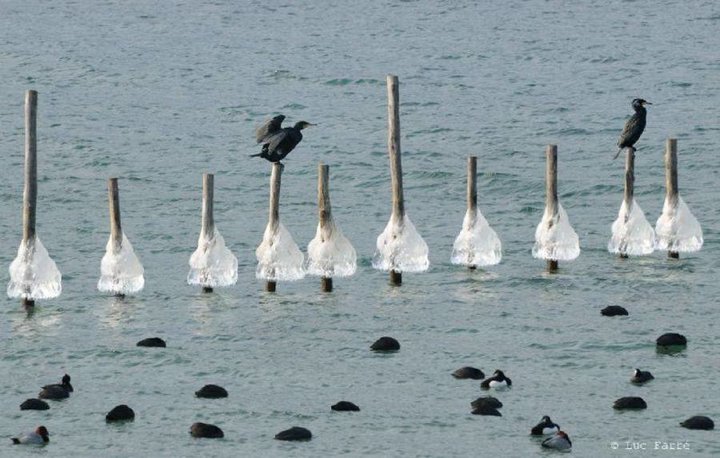 Cygnes du lac