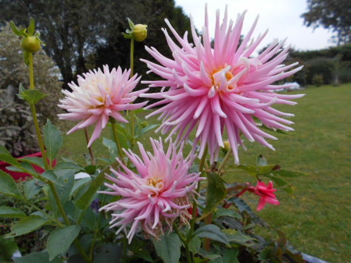 Dahlia cactus rose