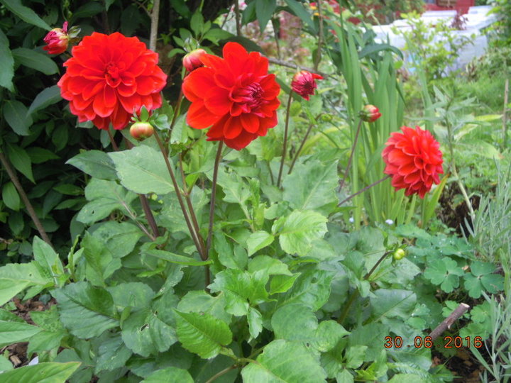 Dahlia pompon rouge