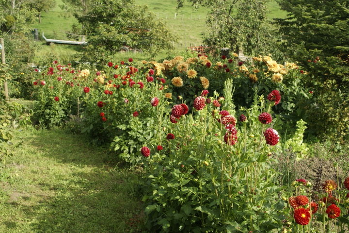 Dahlias